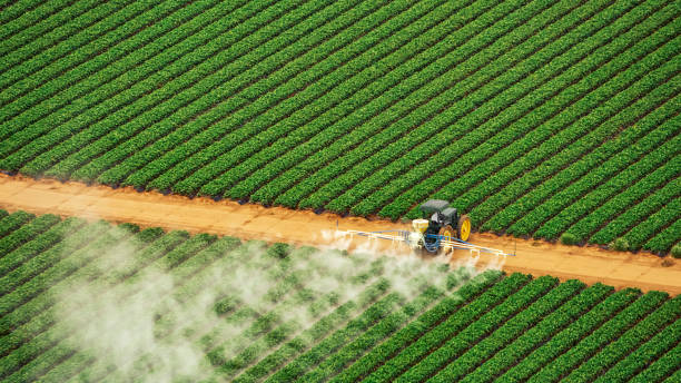 Best Pest Prevention Services  in El Cerro, NM
