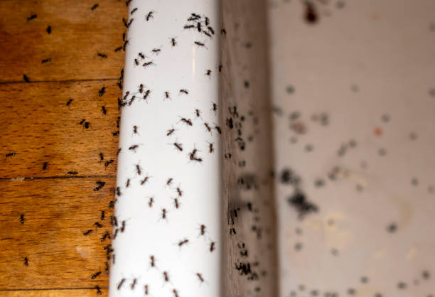 El Cerro, NM Pest Control Company