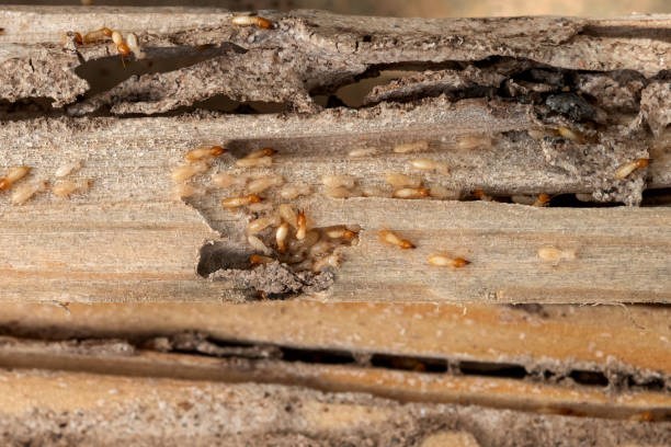 Best Best Pest Control Companies  in El Cerro, NM