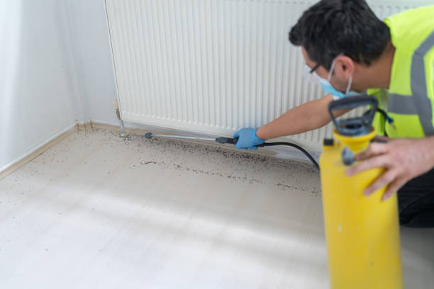 Reliable El Cerro, NM Pest Control Solutions