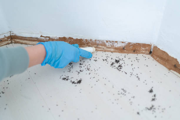 Best Bed Bug Extermination  in El Cerro, NM