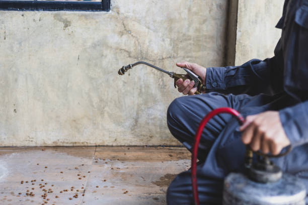 Best Termite Control Services  in El Cerro, NM